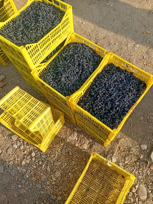 Mayiz.soyaki,kunaki,seppa,gibrit,gigant,xar xil turdagi mayiz sotiladi