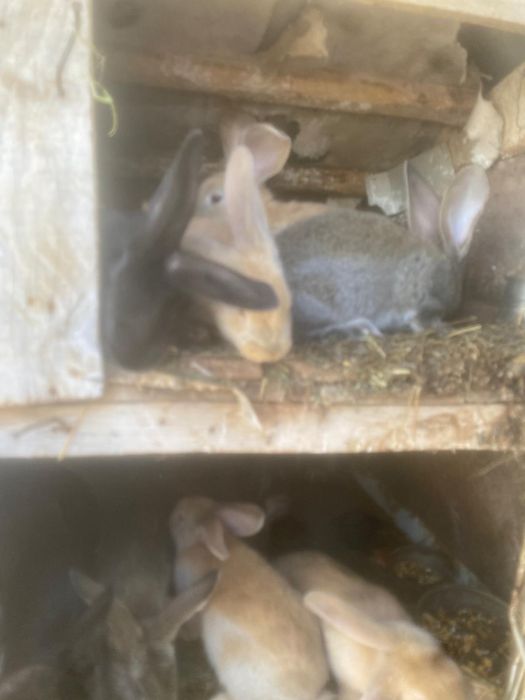 Vand iepuri metis urias de transilvania cu berbec german