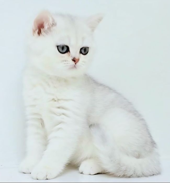 шинШилла серебро кошечка,