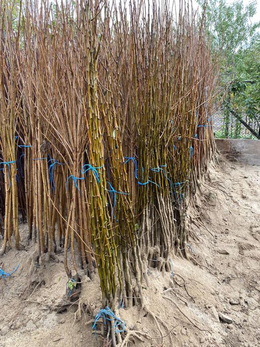 Pomi fructiferi de anul 3