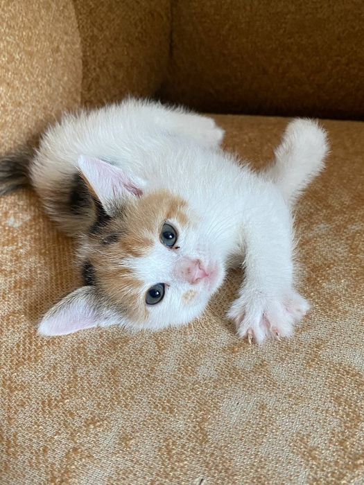 Котята в хорошие рукм