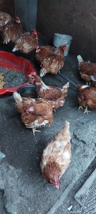 Vînd gîini pt carna de 2 ani și ouă.
