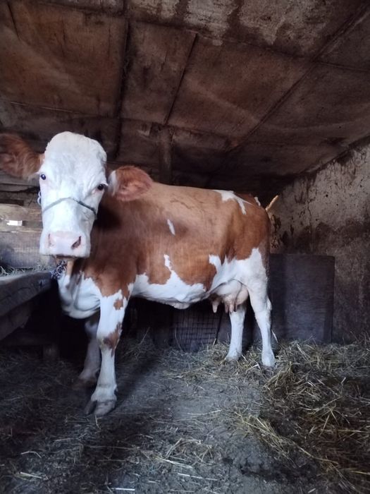 Vacă cu lapte de vănzare