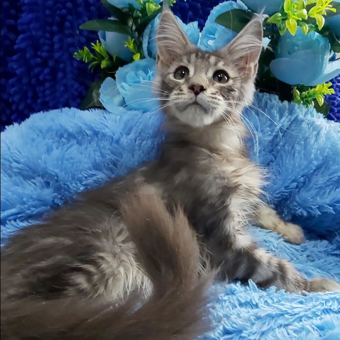 Мейн- куны КОТЯТА  !!! Черепахи- Красные- Крем- Голубые- Дымные- Мрамо