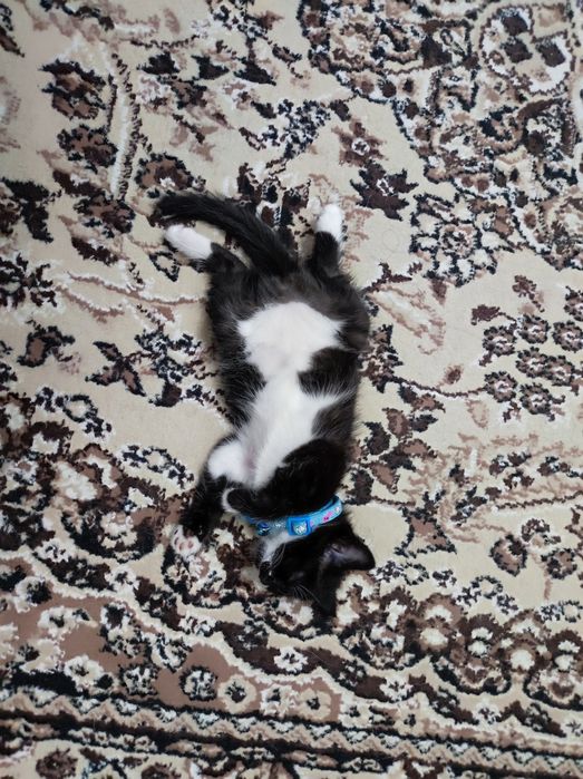 Котенок девочка. Умная, обучаемая, добрая, игривая!