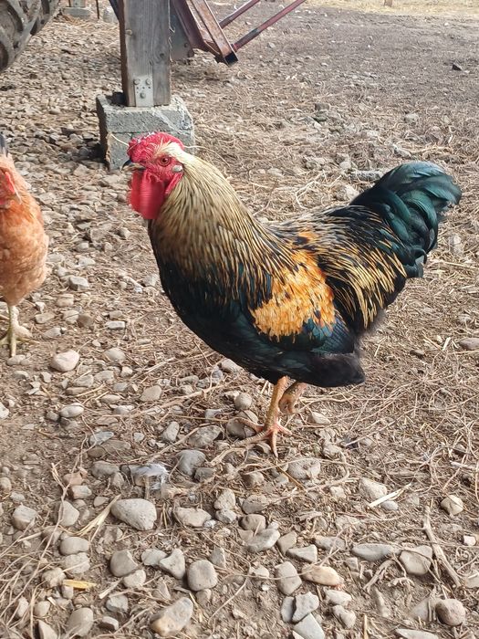 Vând cocosi de 8luni