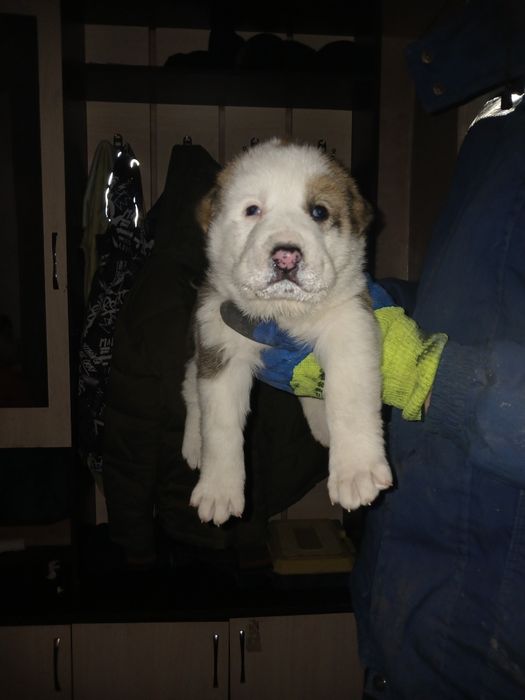 Күшік сатылады. Бағасы 60 мың