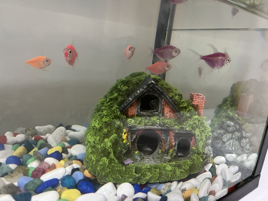 Аквариум с камушками и с рыбками