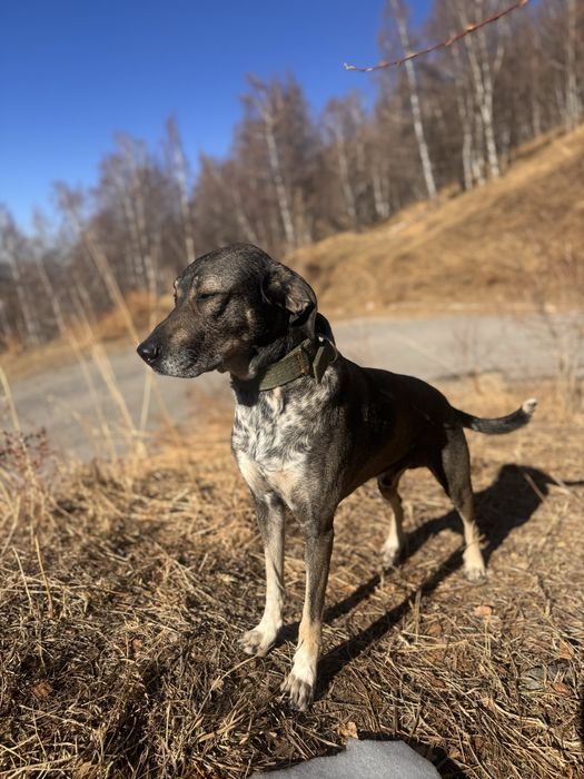 Щенки метисочки. Прекрасные 2 девочки.