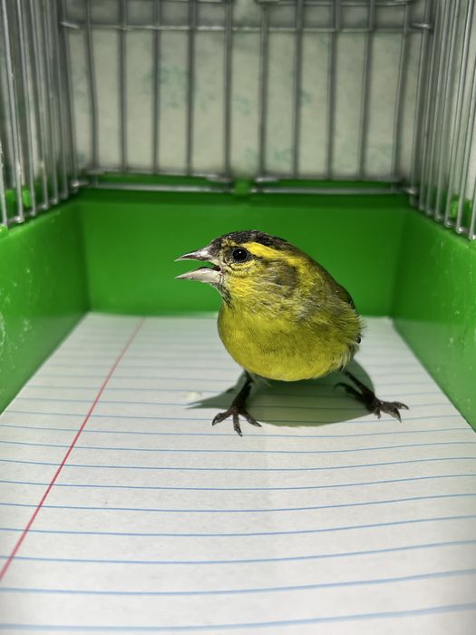 Chij Chijik Чиж Чижик