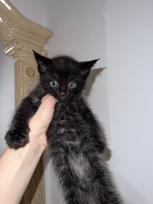 Котёнок Мейн Кун Чёрный Дым