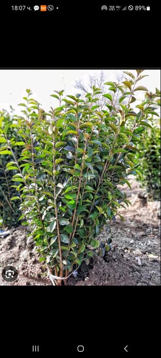 Лигуструм на гол корен