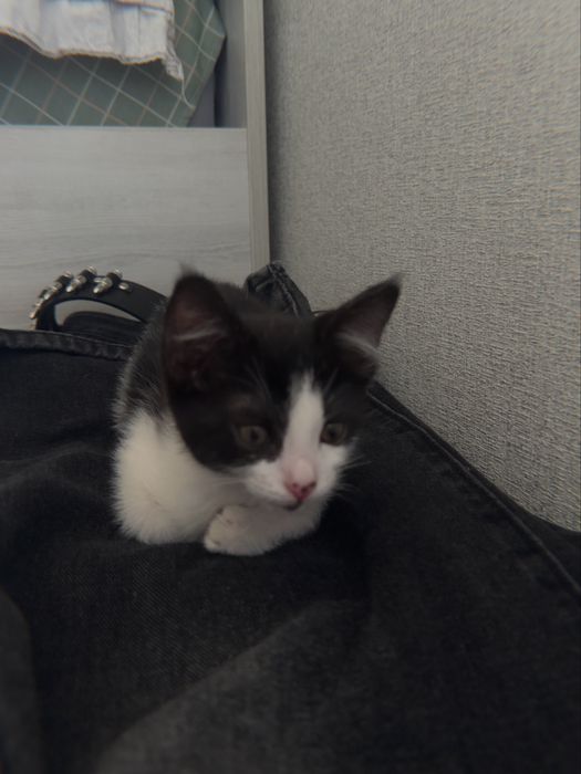 Котик бесплатно черненький