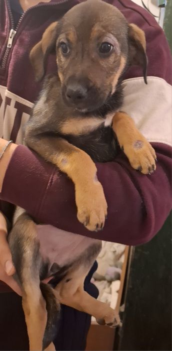 9 малки кученца търсейки си нов дом