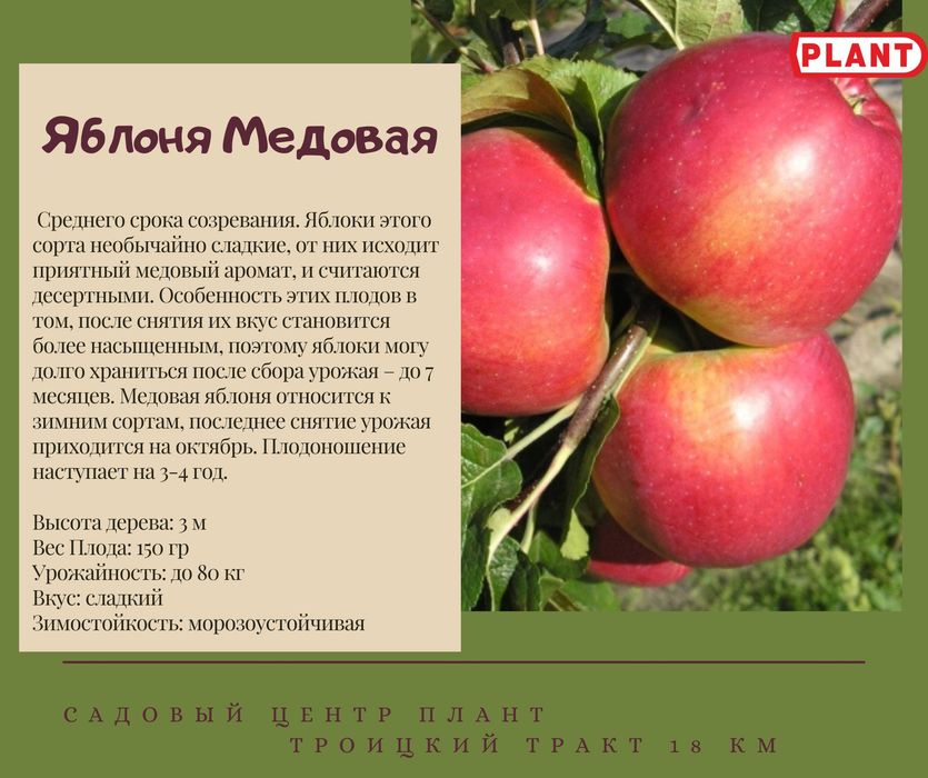 Продам саженцы местной яблони