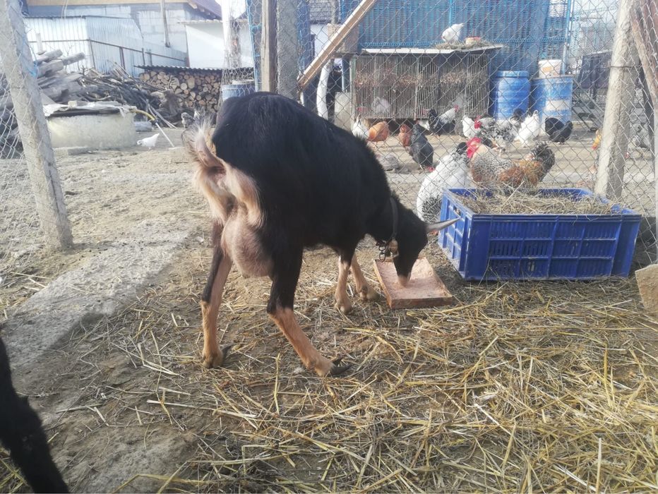 Vand alpine Elvetiene