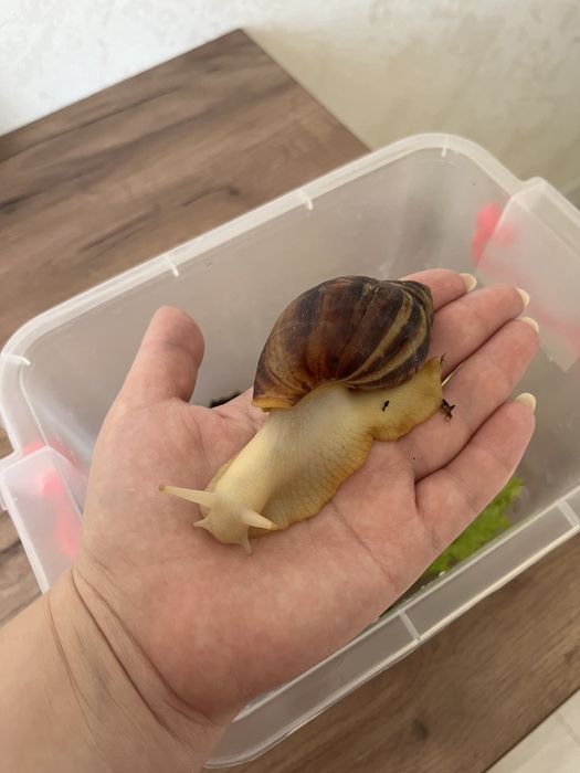 Продам улиток Ахатинов