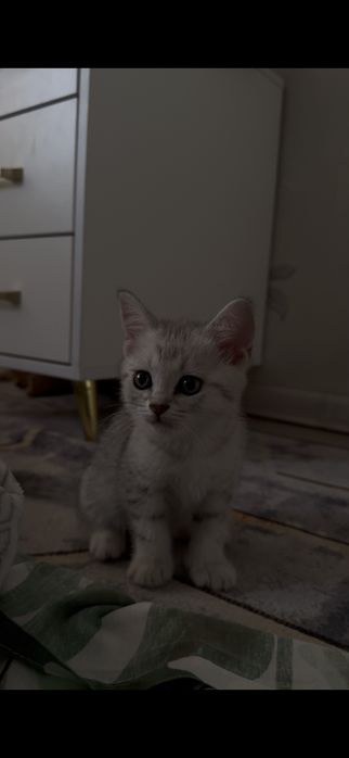 Котята, котенок, кошка