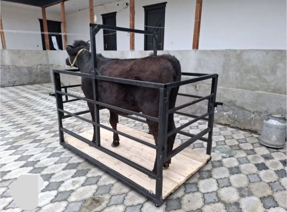 Tarozi xizmati uyingizga borib ulchab beramiz