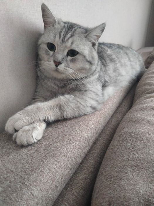 Ищет дом и семью. Срочно