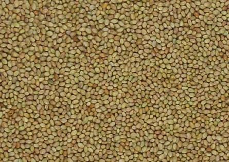 Жоңышқа ұрық, семена клевера