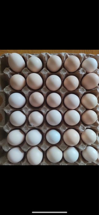 Реализем Яйцо куриное только оптом