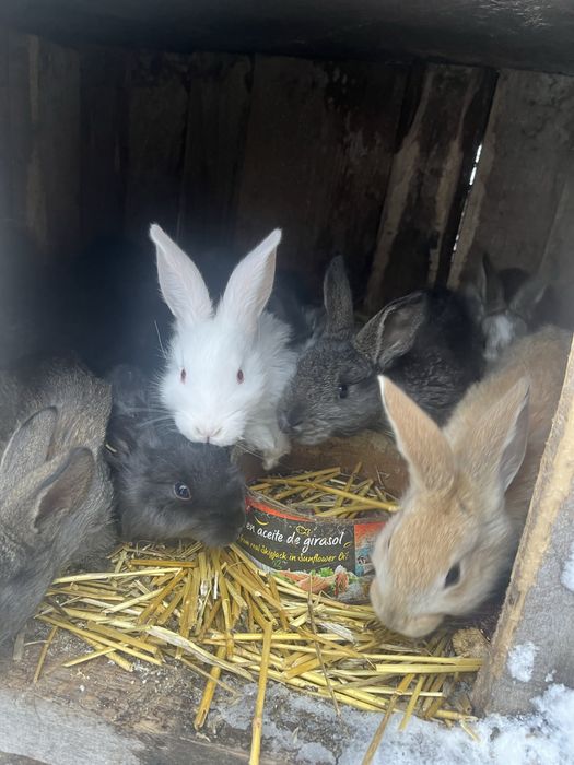 Vand pui de iepure varsta 2 luni