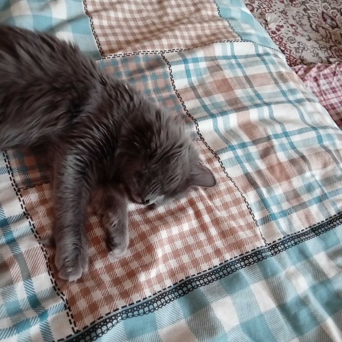 Кошечка 7 месяцев