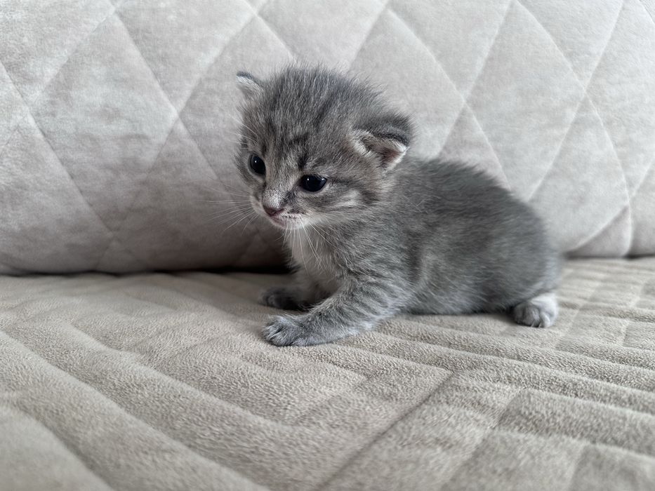 Отдам котенка в добрые руки