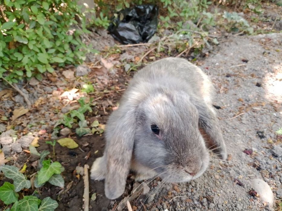 Декоративный кролик