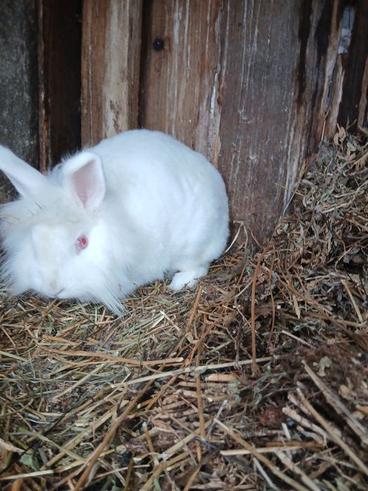 Vând sau schimb 3 iepuri cap de leu pitic!