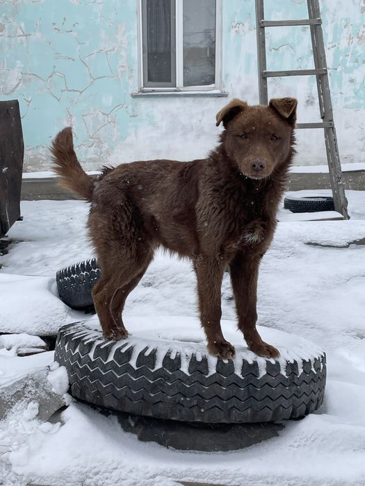 Ищем новых хозяев для щенка