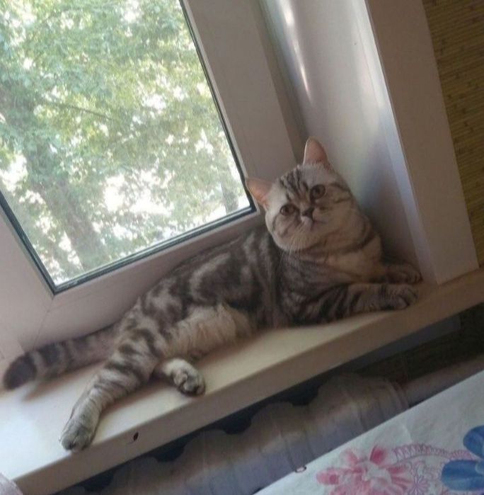 Вязка опытного кота