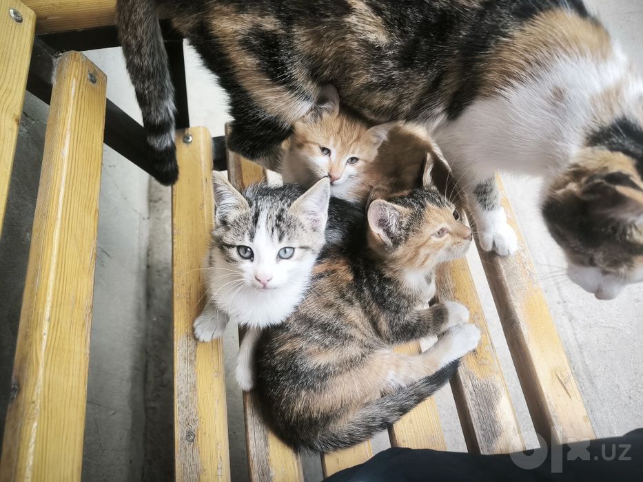 Котёнок ,бесплатно хорошим людям