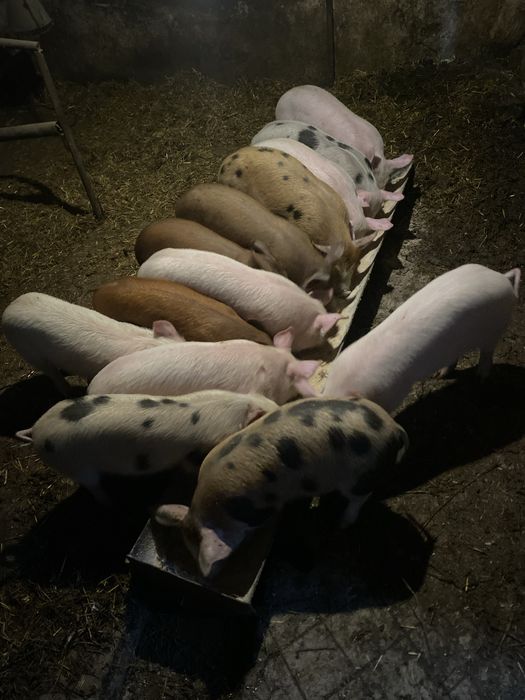 Продават се малки прасенца