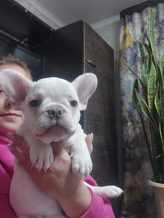Малыш французского бульдога