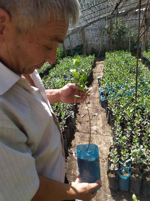 Handon Pista koʻchatlari!