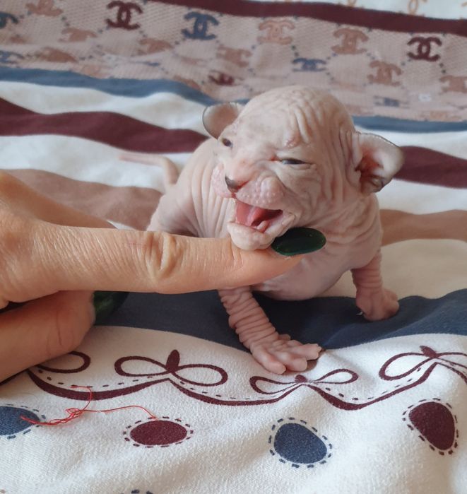 Кошечка донского сфинкса окрас редкий