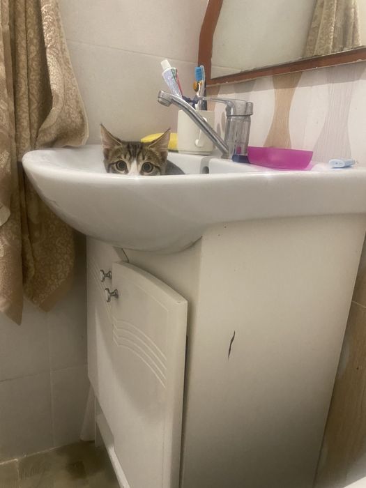 Котенок 5месяцев ищет дом