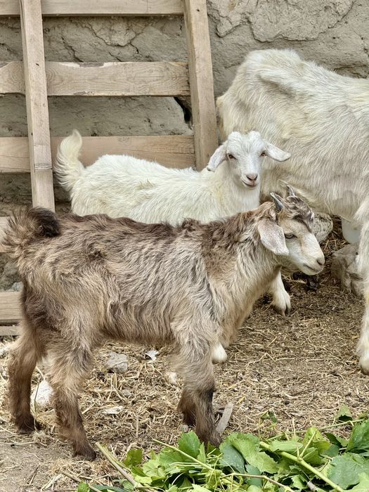 Sogʻin sogʻlom rasiskiy echki va ikki dona bolasi bilan birga sotiladi