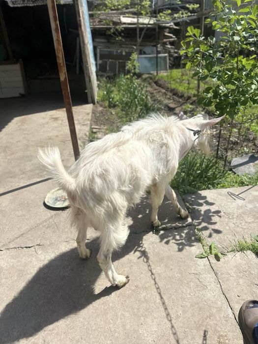 Echki sotiladi | chirchiq oqqovoq