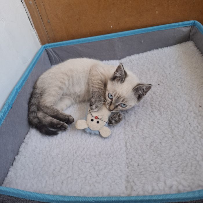 Отдам красивых котят
