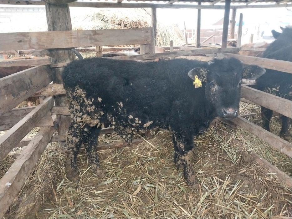 Баспақтар сатылады