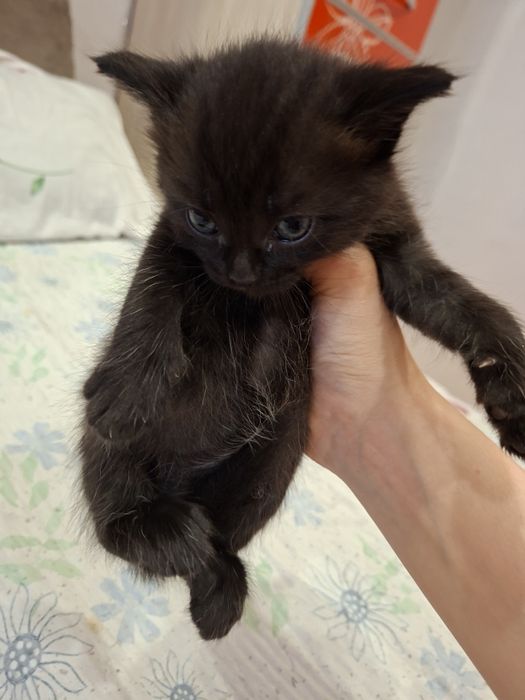 Котенок девочка один месяц
