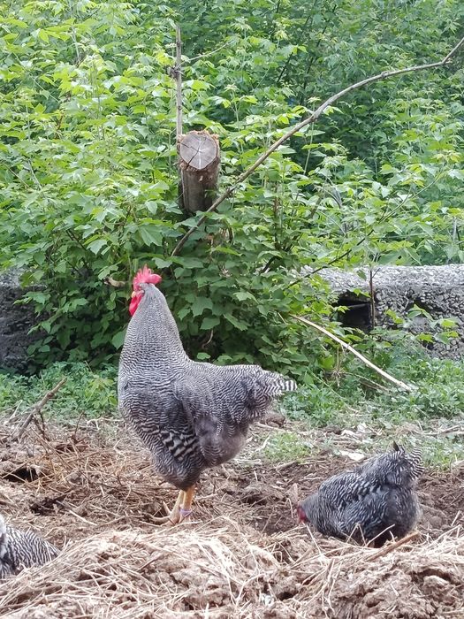 Плимутрок.Петушки куры яицо