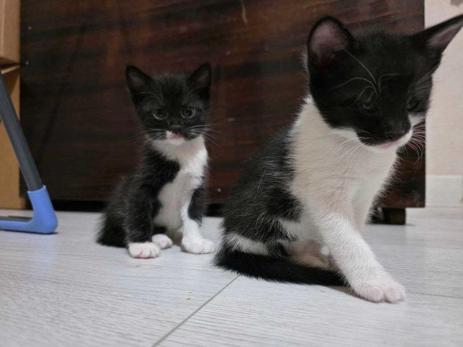 Отдам кошечку и котят в хорошие руки. Домашние, чистые , здоровые