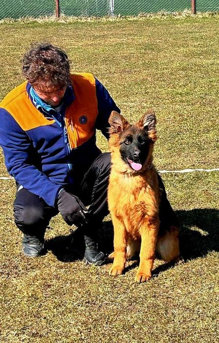 Ciobanesc German par lung