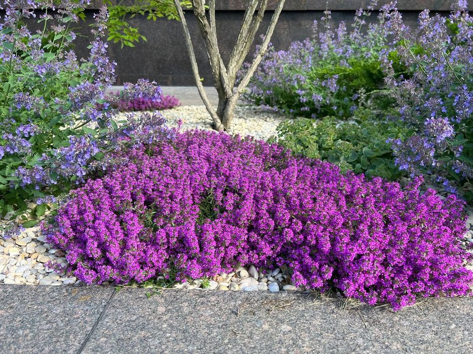 Озеленение | газон | автополив