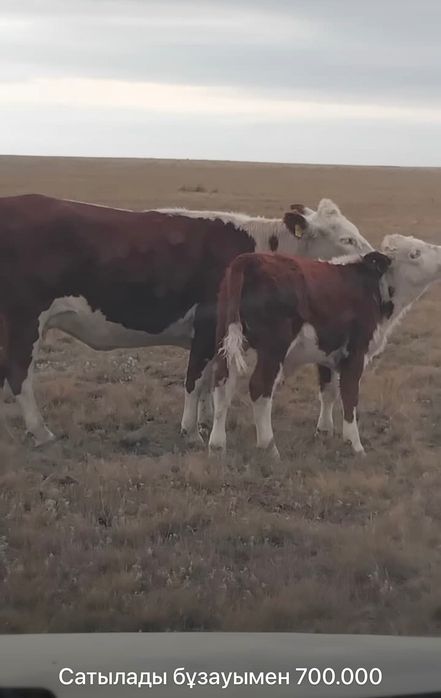 Продам корову ақбас