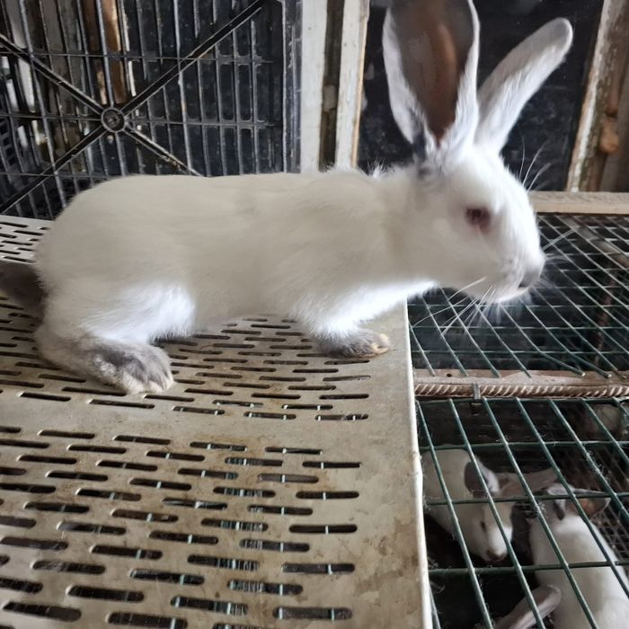 Vând masculi (pui) Uriaş de Transilvania